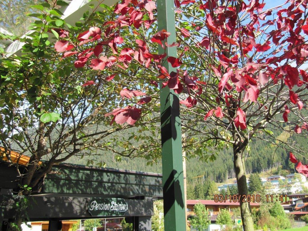 Gasthof Steinbock 3*